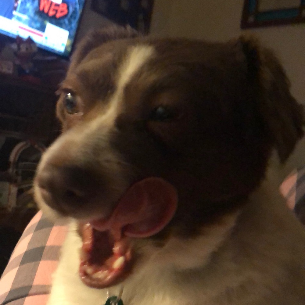 Meet your Posher, Susan